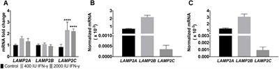 Melanoma LAMP-2C Modulates Tumor Growth and Autophagy